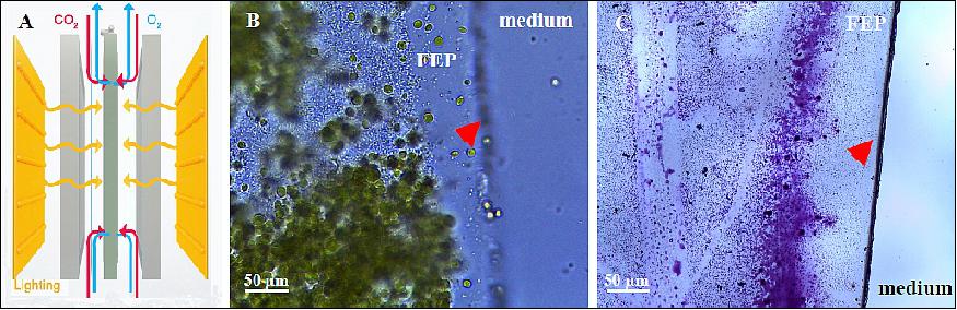 Figure 13: Layered biofilm on gas transfer membrane. A, O2/CO2 transfer principle through FEP membrane; B, layering of bacterial/algal biofilm; C, Gram staining of bacterial cell layer. The arrowheads indicate the edge of the membrane (image credit: University of Stuttgart)