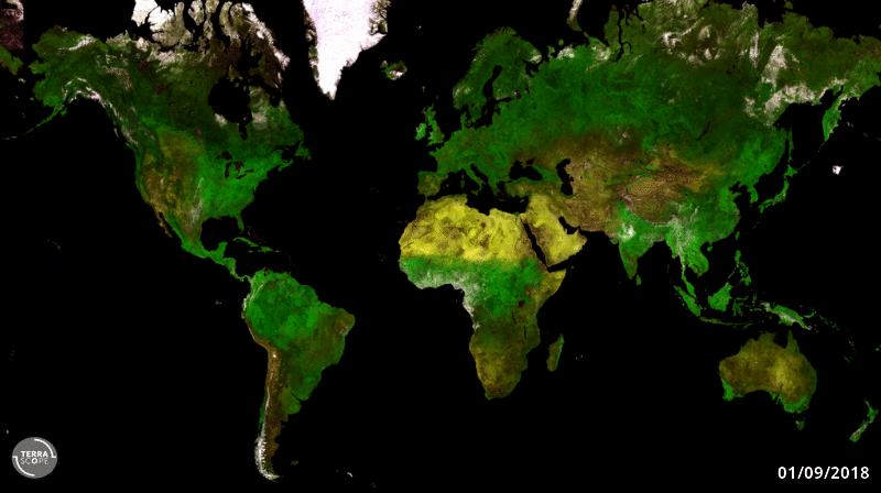 Figure 19: A timelapse showing global observations made with PROBA-V's Vegetation instrument from September 2018 to September 2019, created through the Terrascope open source Earth observation platform. From 2013 onward ESA's cubic-meter-sized PROBA-V minisatellite has been monitoring the daily growth of all Earth's vegetation, possessing a 2500-km wide field of view. Particular features that show up are among others the snow-coverage growth and decline over Asia, eastern Europe, and North-America and the bright green colors during the North-American and European growing seasons. Note that the high northern latitudes are not acquired when snow covered (image credit: ESA/VITO/Terrascope)
