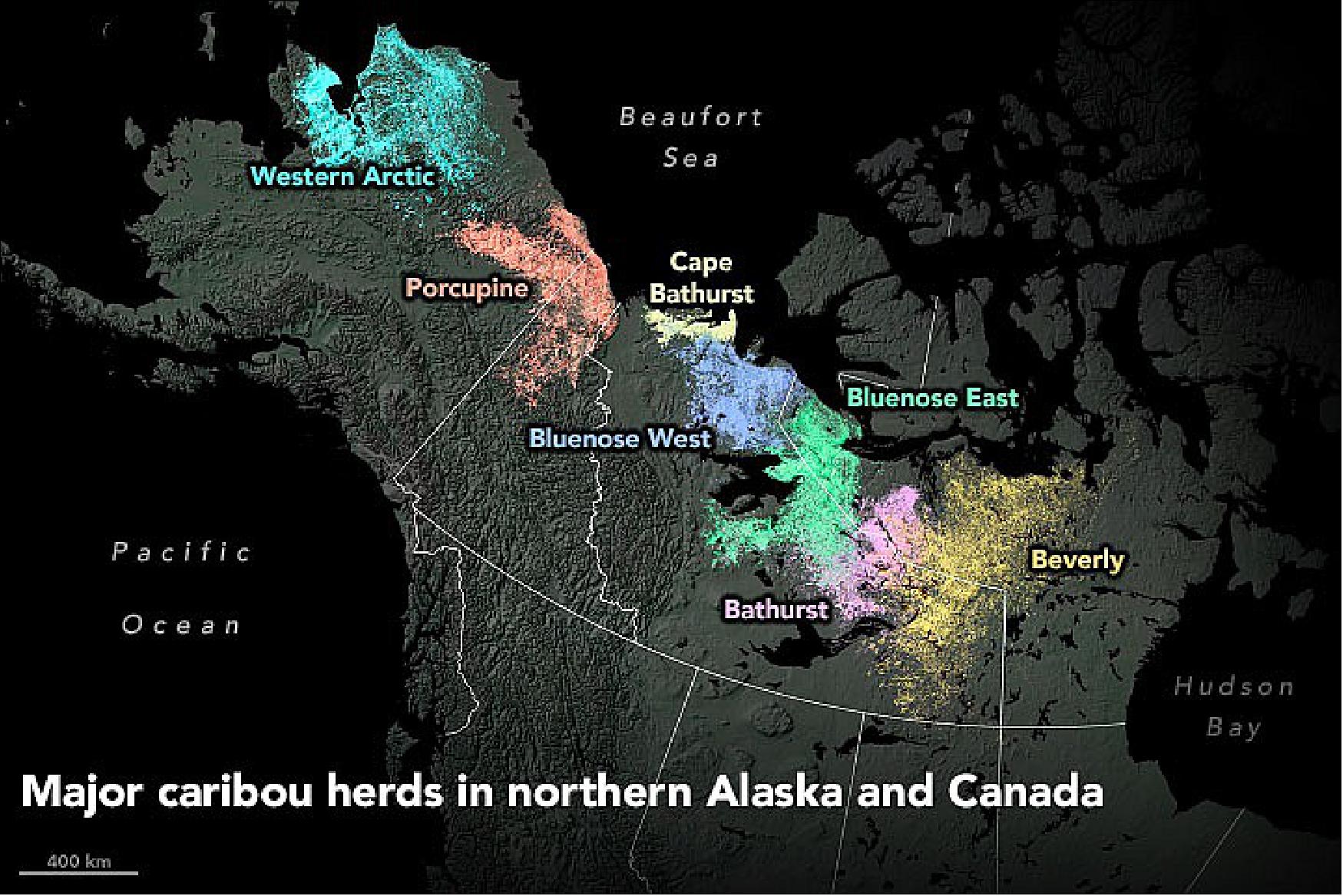 Figure 5: This map shows the range of seven major caribou herds in northern Alaska and Canada. These are barren-ground (migratory tundra) animals. This “ecotype” of caribou migrates hundreds of miles each spring, moving toward the continent’s northern coast, where they birth their young. In contrast, woodland caribou live throughout the boreal forests and mountain ranges of North America. They are less social and do not migrate. Herd migration remains mostly an “unexplained and unexplainable mystery.” (image credit: NASA Earth Observatory image by Joshua Stevens, using data from Gurarie, E., et al. (2019). Story by Kathryn Hansen)