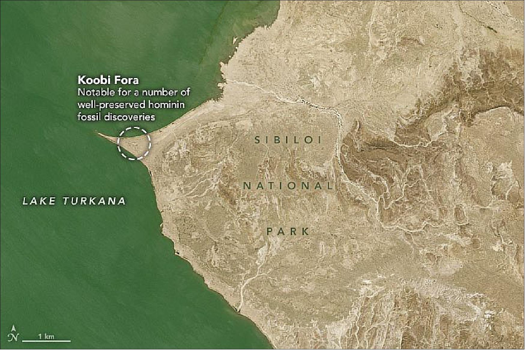 Figure 47: This image shows a closer view of Koobi Fora on January 28, 2021, acquired by the Operational Land Imager (OLI) on Landsat-8 (image credit: NASA Earth Observatory)