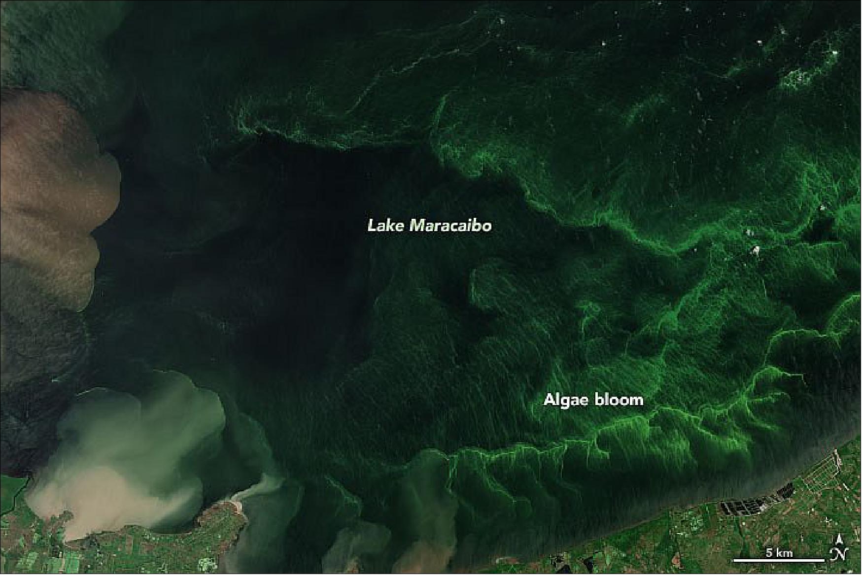 Figure 13: The widespread greenery in the water is another sign of distress. The natural-color image above from September 2, 2021, shows a closeup of algae blooms in the southern end of Lake Maracaibo. The image was acquired by the MultiSpectral Imager on the European Space Agency’s Sentinel-2 (image credit: NASA Earth Observatory)