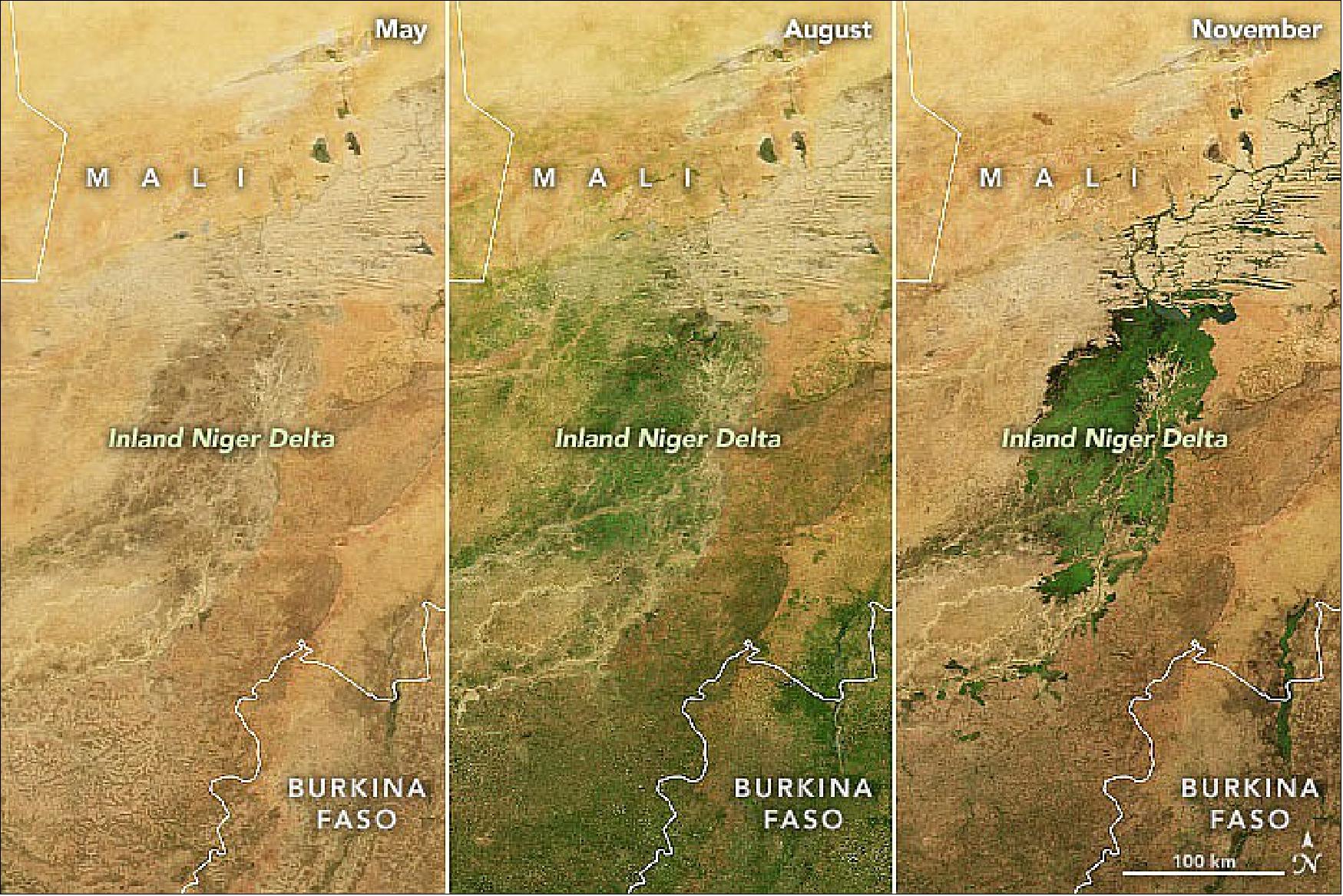 Figure 1: The Inland Delta of the Niger River is one of the world’s most productive wetlands. The progression of this greenup is shown in the natural-color images from May, August, and November 2021. Each image is a monthly composite view built from data acquired by the MODIS instrument on NASA’s Aqua satellite. The composite approach allows a cloud-free view in a region that can often be cloudy (image credit: NASA Earth Observatory images by Joshua Stevens, using data from the Level-1 and Atmosphere Archive & Distribution System (LAADS) and Land Atmosphere Near real-time Capability for EOS (LANCE), Landsat data from the U.S. Geological Survey. Story by Michael Carlowicz)