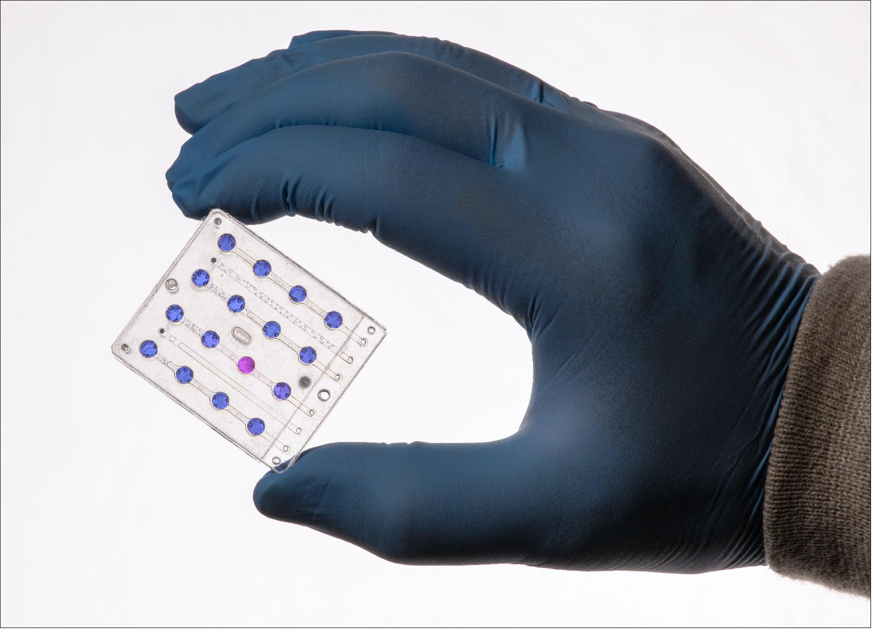 Figure 9: BioSentinel will perform the first long-duration biology experiment in deep space. Its six-month science investigation will study the effects of deep space radiation on a living organism, yeast. Pictured is one of BioSentinel’s microfluidic cards that will be used to measure the impact of radiation on yeast cells housed in tiny compartments. The microfluidic system includes a dye that provides a readout of yeast cell activity with a color change from blue to pink (image credit: NASA, Dominic Hart)