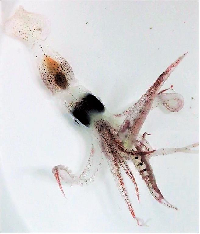 Figure 15: Tiny creatures such as small squid, fish and krill are part of the massive vertical migration pattern in the ocean that has now been measured around the world from space (image credit: Chandler Countryman)