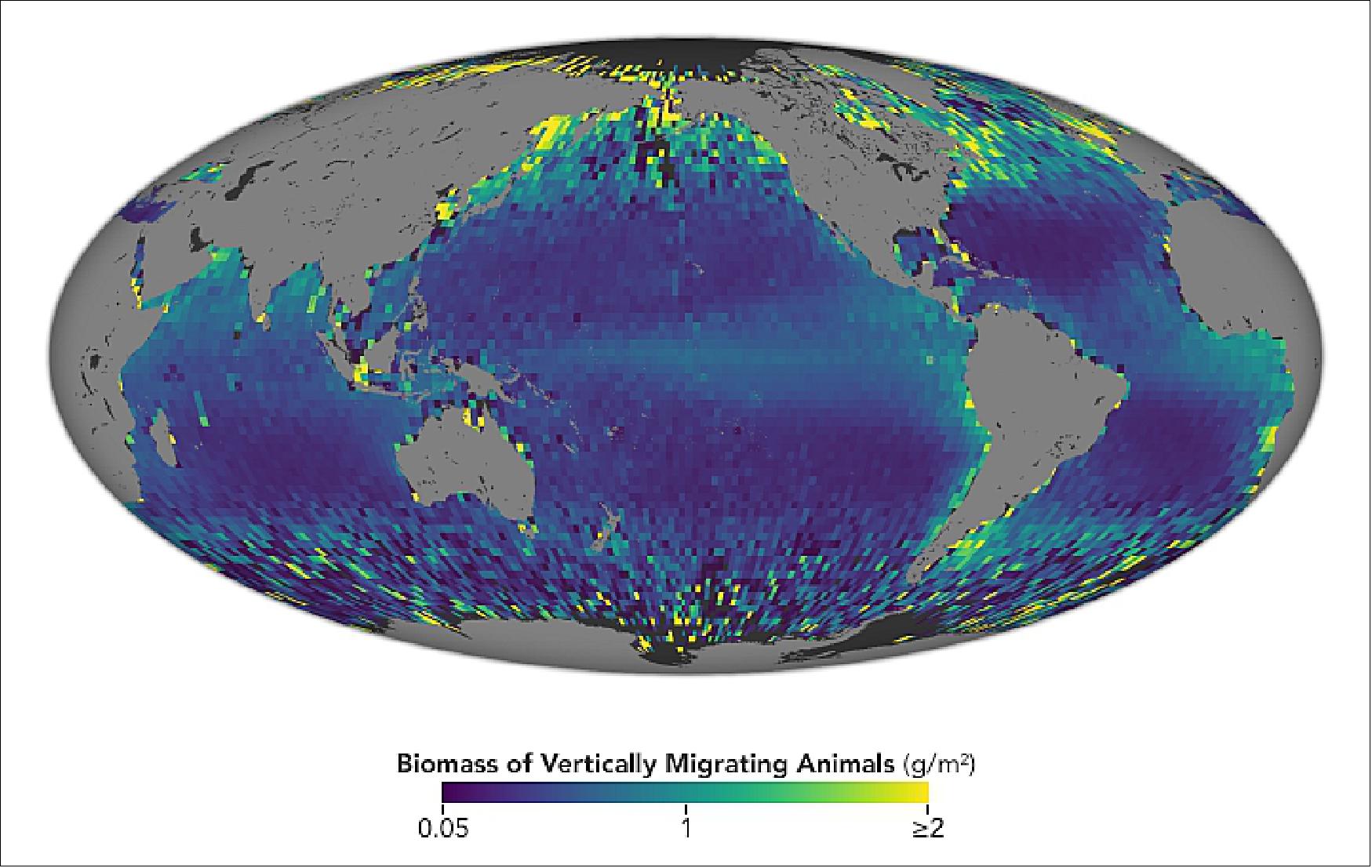 Figure 13: The map shows the distribution of vertical migrators in the world’s oceans, with brighter colors indicating greater abundance. In looking for patterns across the study period (2008-2017), the researchers found that while there are fewer vertically migrating animals in the lower-nutrient and clearer waters of tropical and subtropical ocean regions, they make up a much greater fraction of the total animal population in these regions. In murkier and more nutrient-rich regions (mostly higher latitudes), the abundance of animals that undergo DVM is higher, but they also represent a smaller fraction of the total animal population because more animals stay near the surface by day and night ((image credit: NASA Earth Observatory, image by Joshua Stevens, using data from Behrenfeld, M. J., et al. (2019), Story by Joseph Atkinson, NASA Langley Research Center, with Michael Carlowicz)
