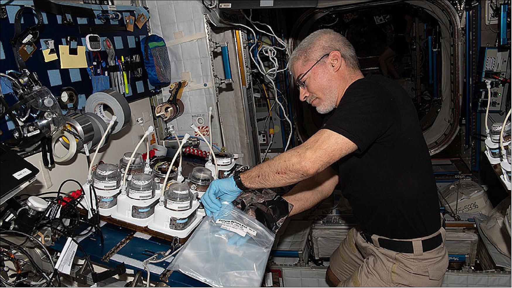 Figure 19: Astronaut Mark Vande Hei harvests plants and collects samples to analyze later for a space agriculture study (image credit: NASA)