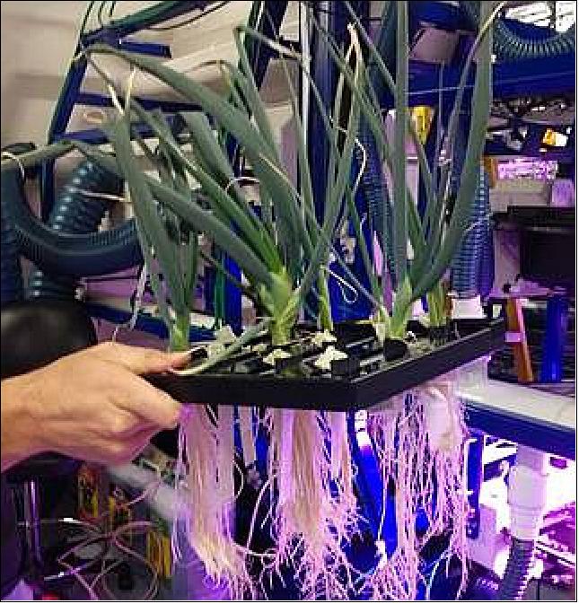 Figure 8: Green onion plants grown using aeroponics are held to display their roots. The XROOTS study tests hydroponic (water-based) and aeroponic (air-based) techniques to grow plants in space (image credit: Sierra Space)