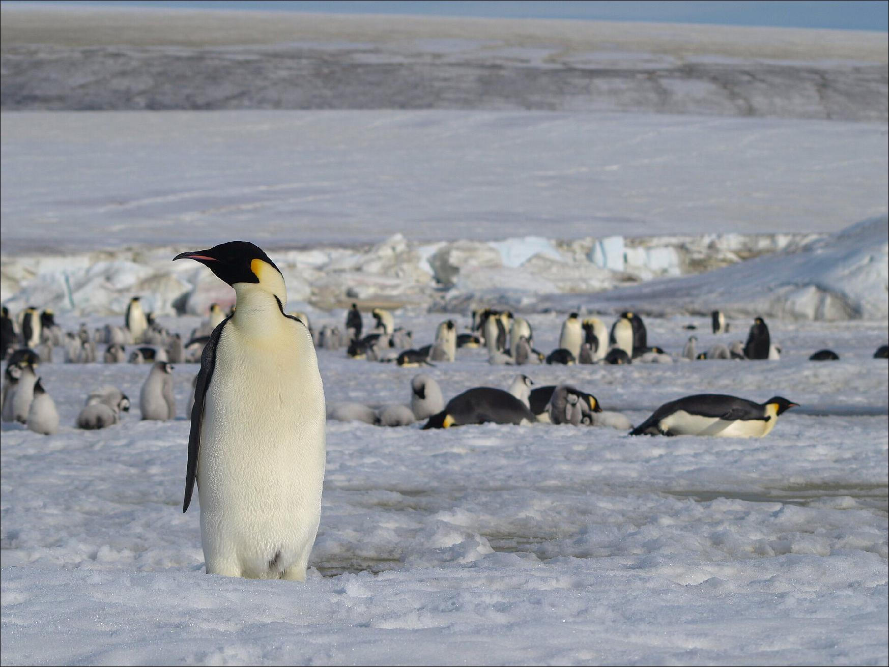 Figure 24: Emperor penguins live in Antarctica, which is not only remote and inaccessible, but temperatures can drop to –50ºC. Studying penguin colonies is therefore extremely difficult. Nevertheless, over the last 10 years, scientists at the British Antarctic Survey (BAS) have been able to search for new emperor penguin colonies using satellite imagery (image credit: BAS)