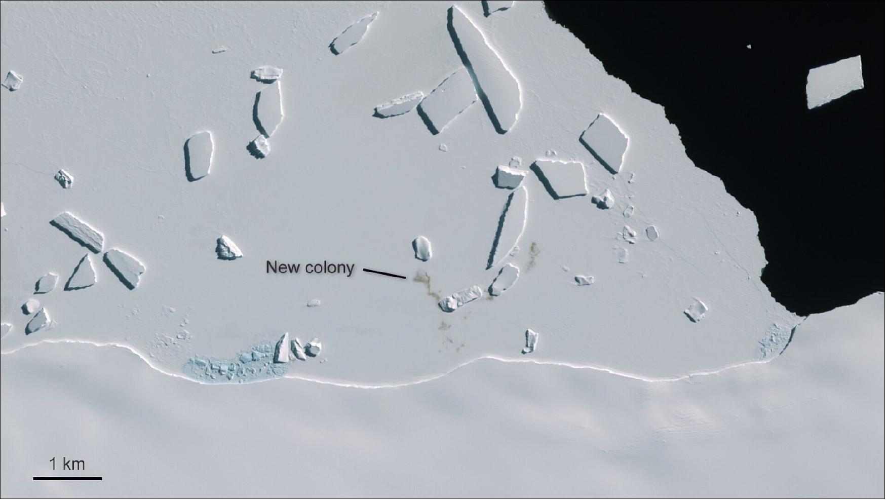Figure 23: A penguin colony near Cape Gates was captured in this image by the Copernicus Sentinel-2 mission on 7 November 2016. Although penguins are too small to show up in satellite images, giant stains on the ice from penguin droppings – known as guano – are easy to identify. These brownish patches have allowed scientists to locate and track penguin populations across the entire continent (image credit: ESA, the images contains modified Copernicus Sentinel data (2016), processed by ESA, CC BY-SA 3.0 IGO)