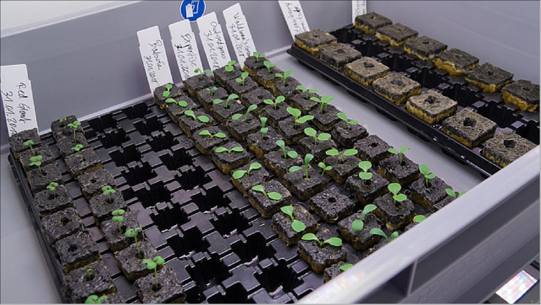 Figure 26: The EDEN ISS laboratory commences operation as a greenhouse in Antarctica. Cucumbers, tomatoes and peppers will be the first home-grown crops at the world's southernmost tip (image credit: DLR)