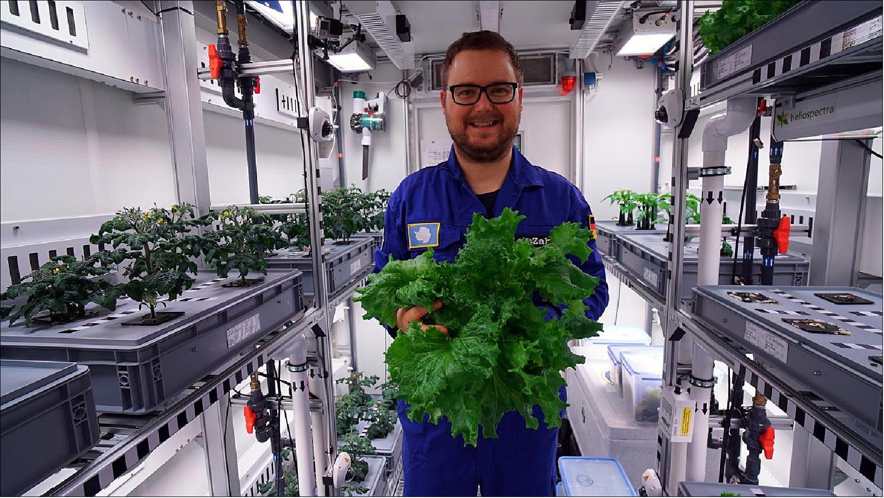 Figure 24: DLR researcher Paul Zabel holds a freshly harvested Antarctic lettuce in his hands (image credit: DLR)