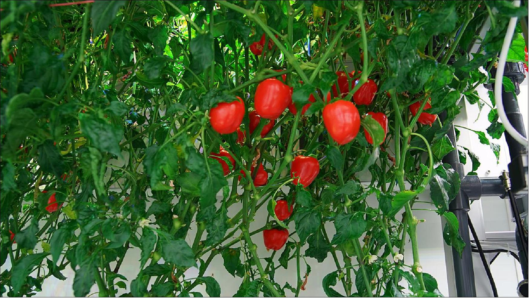 Figure 23: Paprika plants in the greenhouse (image credit: DLR)