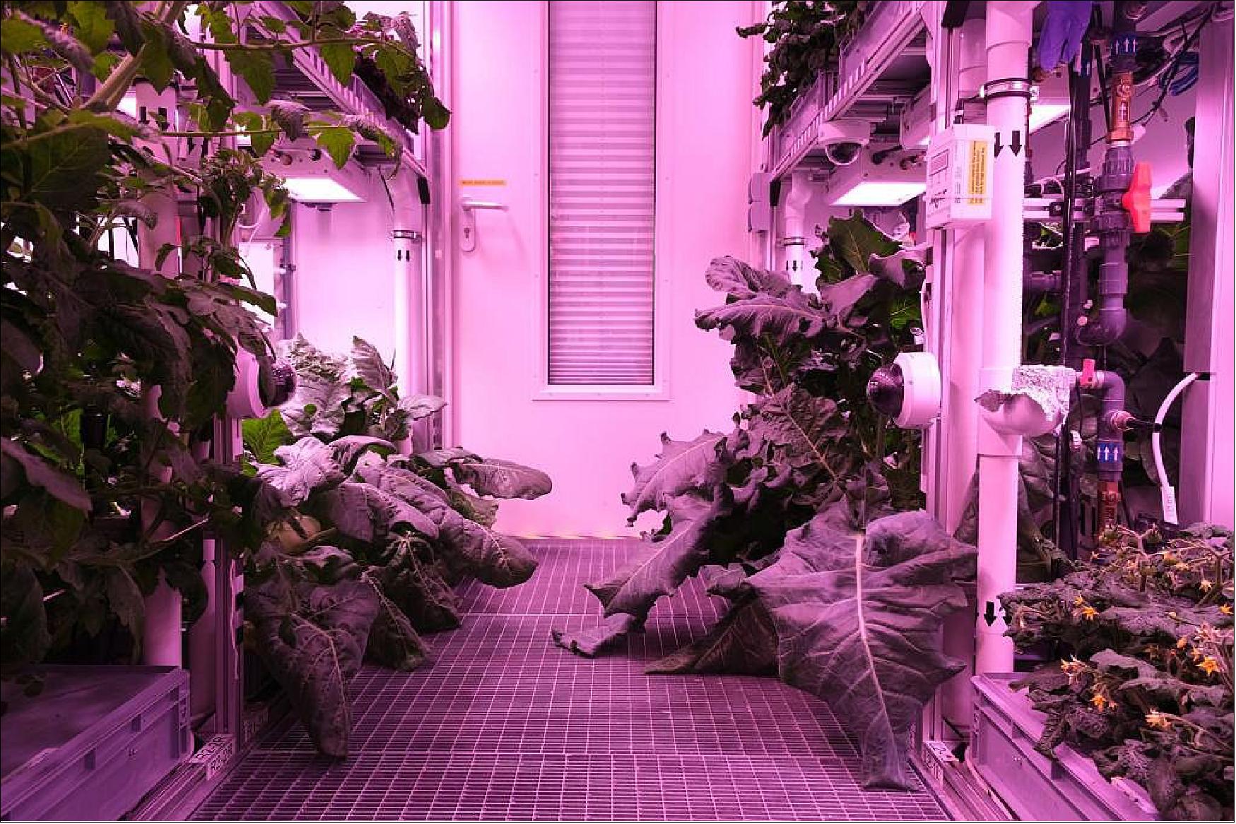 Figure 12: EDEN ISS Antarctic greenhouse. In addition to lettuces and herbs, kohlrabi (left) and broccoli (right) also thrive without soil under artificial light in the EDEN ISS Antarctic greenhouse (image credit: DLR / NASA / Bunchek)
