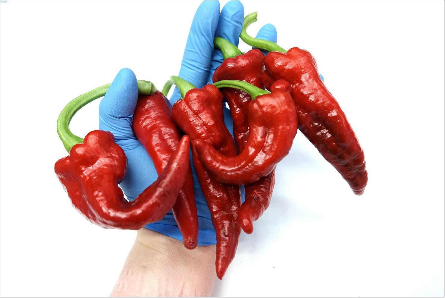 Figure 9: Chimayo pepper from the EDEN ISS greenhouse [image credit: DLR (CC BY-NC-ND 3.0)]