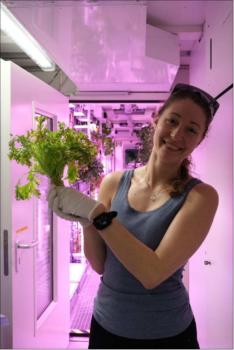Figure 8: Linda Ort harvesting lettuce. Atmospheric chemist Linda Ort enjoys harvesting the lettuce variety 'Expertise' (image credit: DLR)