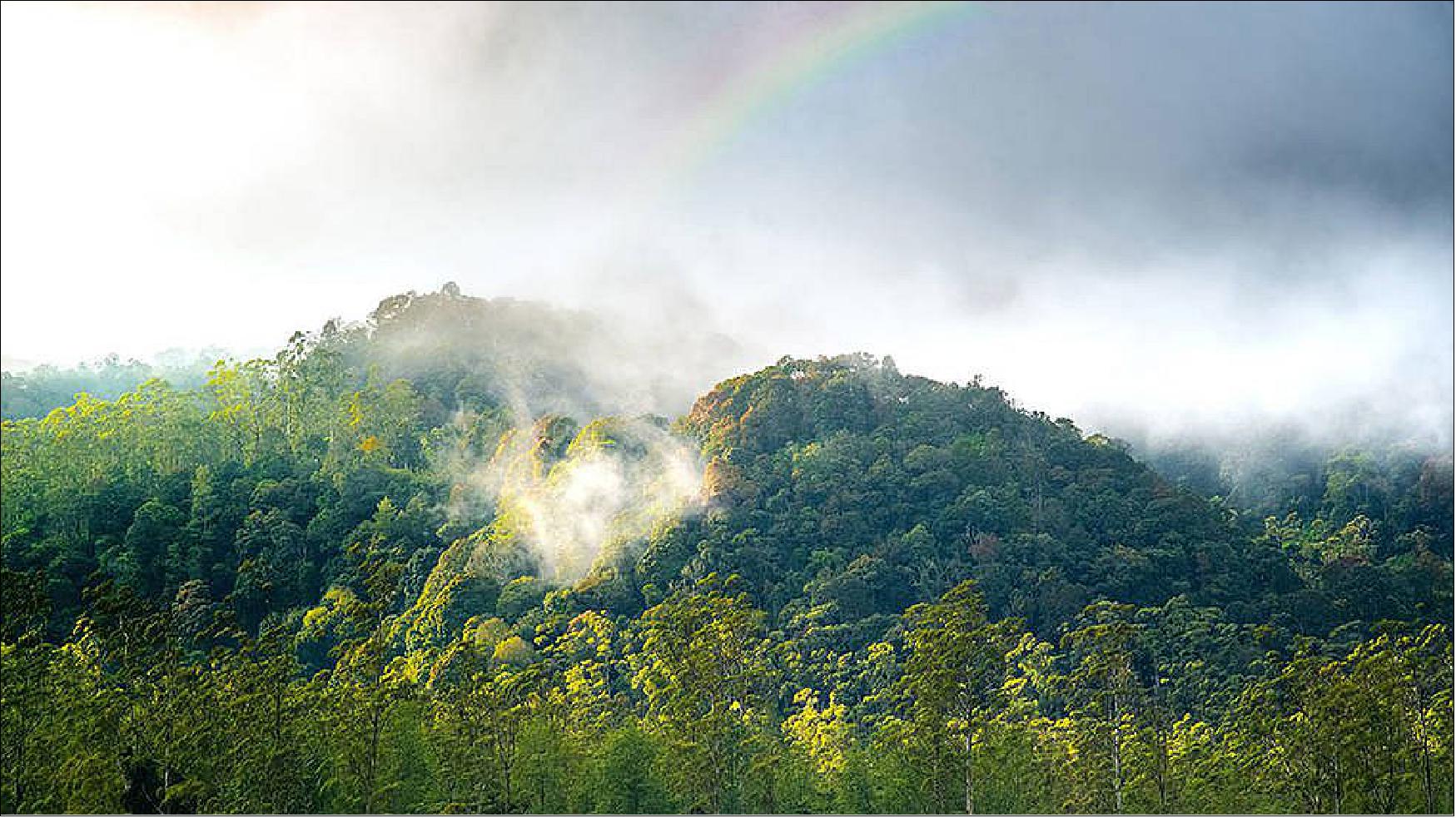 Figure 36: This image shows a forest giving off moisture into the air, or transpiring. When combined with moisture that evaporates from the land, both processes drive evapotranspiration, a key branch of the water cycle. As the climate warms, these processes are expected to intensify (image credit: © Acarapi / Adobe Stock)