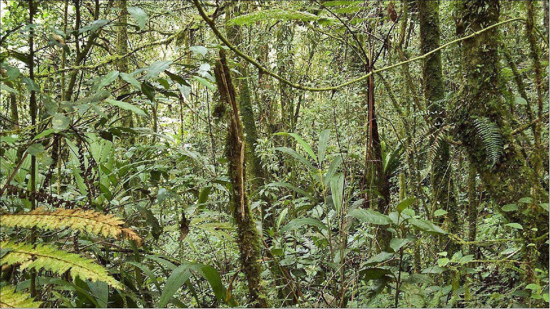 Figure 27: A rainforest in Malaysia (image credit: Wikimedia Common)