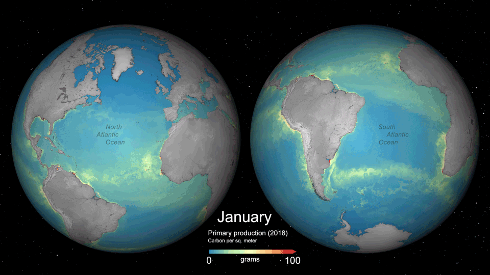Figure 79: Global monthly primary productivity. This animation shows the monthly average of primary productivity in 2018 (image credit: Ocean Color CCI, Plymouth Marine Laboratory/ESA)