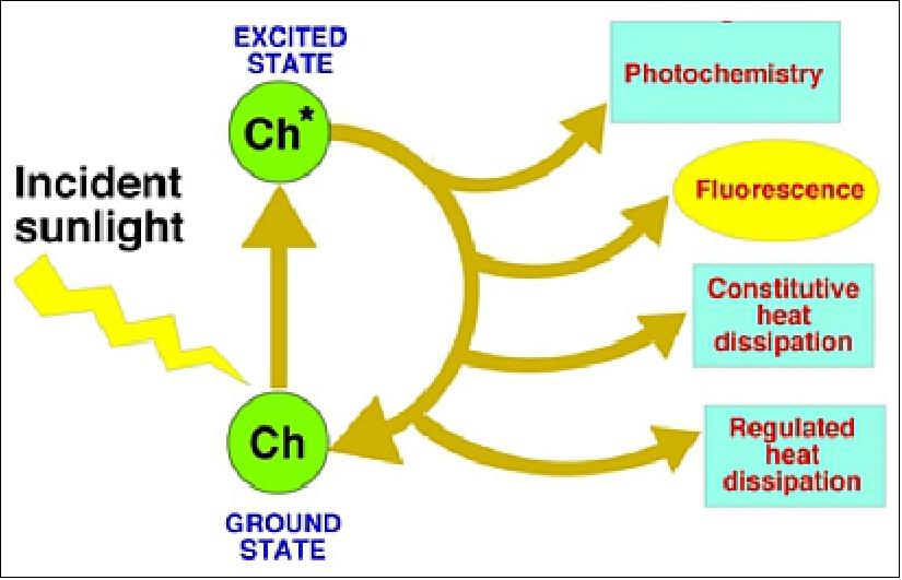 Figure 5: Energy dissipation mechanisms for an excited chlorophyll molecule after absorption of light (image credit: FLEX collaboration)