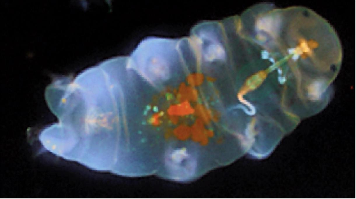Figure 14: The tardigrade, Hypsibius exemplaris, a model for understanding how organisms survive in extreme environments. Tardigrades will be cultured aboard the International Space Station over multiple generations (photo credit: Tagide deCarvalho)