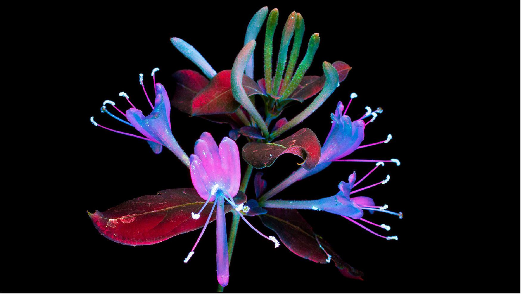 Figure 21: This honeysuckle is glowing in response to a high-energy ultraviolet light rather than to the Sun, but its shine is similar to the solar-induced fluorescence that OCO-3 will measure (image credit: ©Craig P. Burrows)