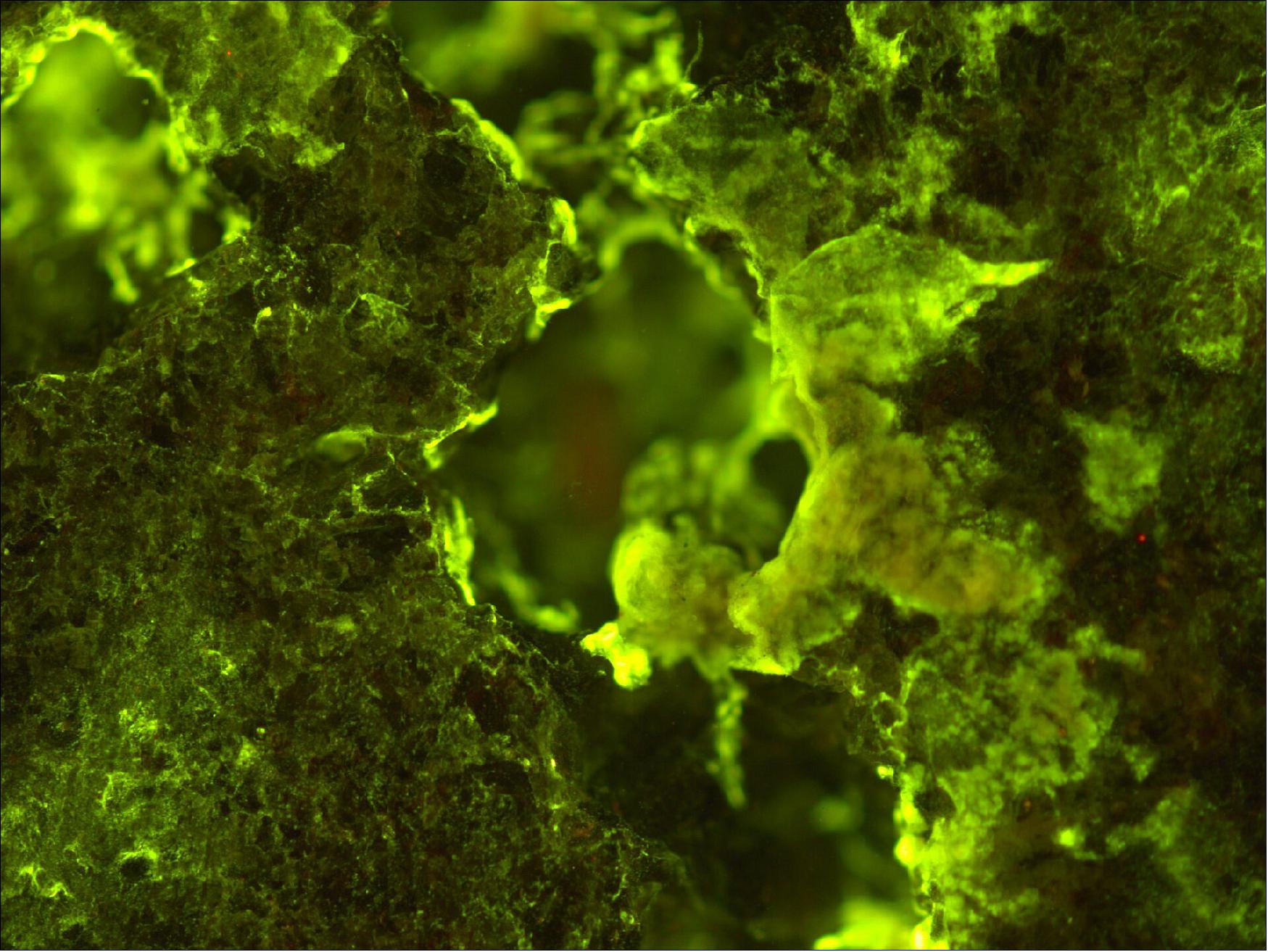 Figure 13: This fluorescent work of art captures the beauty of biofilms, or the growth of microbes on rocks. In this microscopic image, Sphingomonas desiccabilis is growing on basalt. It is one of three microbes chosen for the BioRock experiment, run by a research team from the University of Edinburgh in the UK, that will test how altered states of gravity affect biofilm formation on the International Space Station. Microbes are able to weather down a rock from which they can extract ions. This natural process enables biomining, in which useful metals are extracted from rock ores. Already a common practice on Earth, biomining will eventually take place on the Moon, Mars and asteroids as we expand our understanding and exploration of the Solar System. In the meantime, microbes will be used for many other processes that involve microbial growth on rocks, such as making soil (image credit: UK Centre for Astrobiology/University of Edinburgh–Rosa Santomartino)