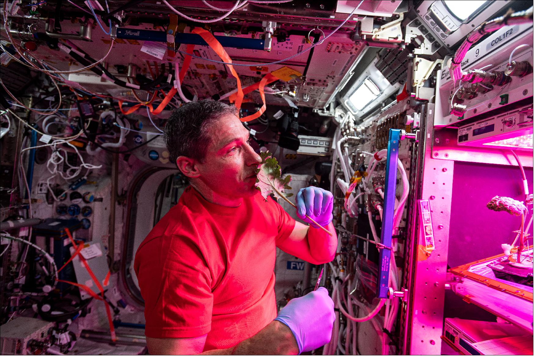 Figure 128: NASA astronaut Michael Hopkins, the commander of Crew-1, has tended to several NASA space crop experiments since arriving on the International Space Station in November. In the VEG-03J experiment, Hopkins grew Outredgeous' red romaine lettuce; however, instead of having researchers at NASA's Kennedy Space Center plant crop seeds on the ground like in other experiments in the Vegetable Production System, this experiment sent the seeds to space in a stamp-sized, water-soluble polymer, which Hopkins planted at the start of VEG-03J (image credit: NASA)