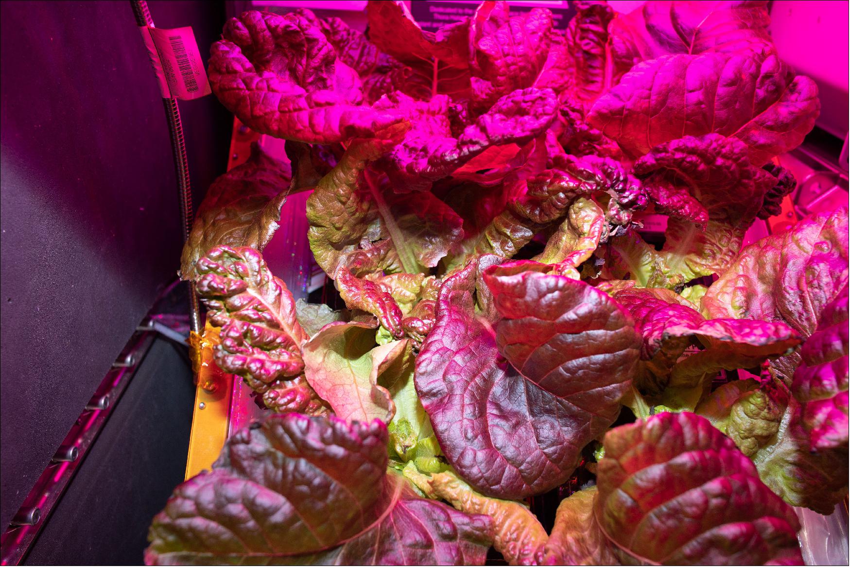 Figure 127: ‘Outredgeous' red romaine lettuce grown for experiment VEG-03J in the Vegetable Production System (Veggie) aboard the International Space Station exhibited some of the best overall uniformity and crop size for red romaine lettuce grown in space. This experiment demonstrated a new way of storing, handling, and planting seeds in space, using seed film, a water-soluble polymer, similar to a breath freshener strip, that contained the seeds (image credit: NASA)