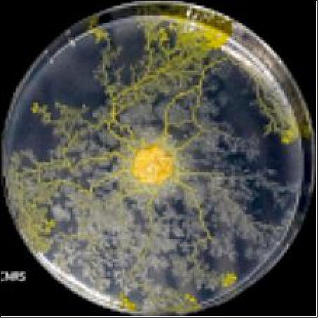 Figure 9: NASA Image: JSC2021E031153 - A preflight view of slime molds Physarum polycephalum (nicknamed "blob") exploring an agar gel. The goal of the Blob investigation is to observe the influence of microgravity on the Blob’s (a unicellular organism whose scientific name is Physarum polycephalum) behaviour when it explores its environment or when it eats (image courtesy of DUSSUTOUR CNRS)