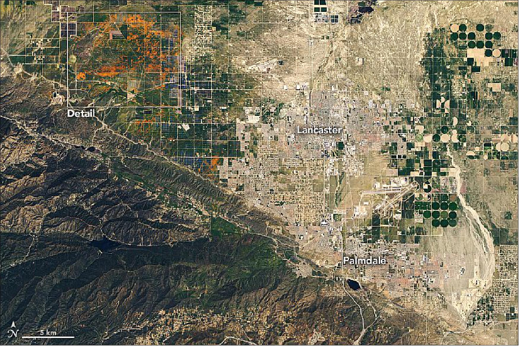 Figure 96: Larger OLI image of Southern California containing the poppy field detail in Antelope Valley (image credit: NASA Earth Observatory)