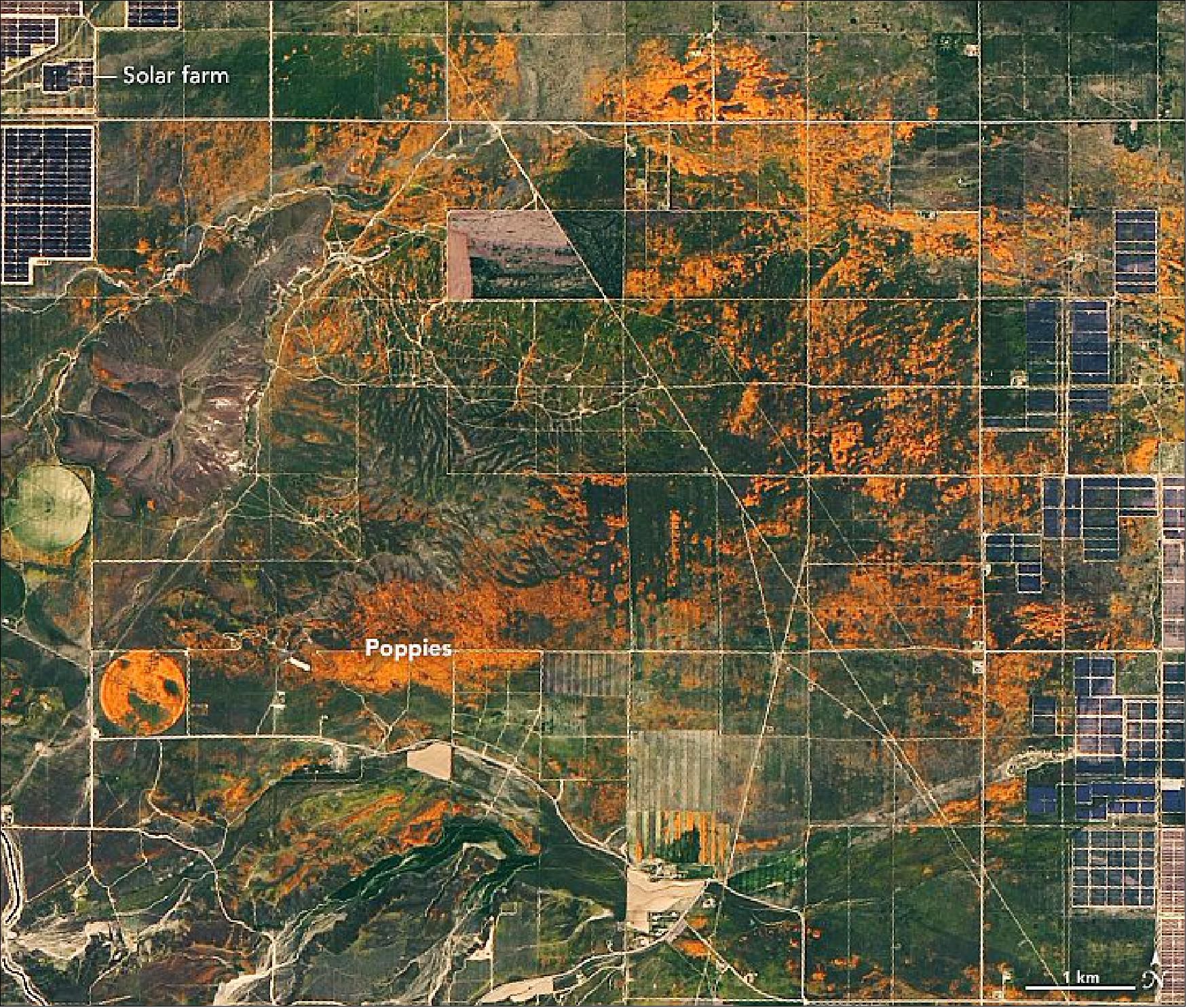 Figure 95: After a wet March and April 2020, poppy fields bloomed in Southern California. On April 14, 2020, the Operational Land Imager (OLI) on the Landsat 8 satellite acquired these images of vast blooms in the Antelope Valley California Poppy Reserve. These images were acquired when poppy flowers in the valley were thought to be at or near their peak (image credit: NASA Earth Observatory, images by Lauren Dauphin, using Landsat data from the U.S. Geological Survey. Story by Kasha Patel)
