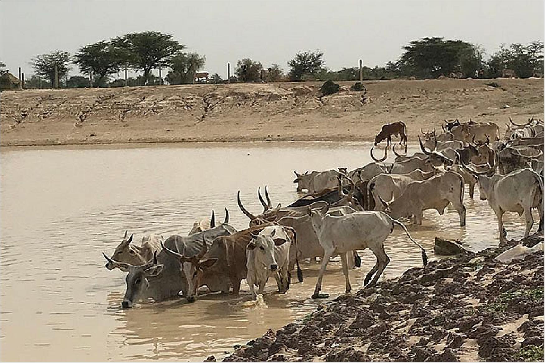 Figure 69: This photograph shows cattle drinking from a watering hole in the Ferlo Valley near the town of Linguère (image credit: NASA Earth Observatory)