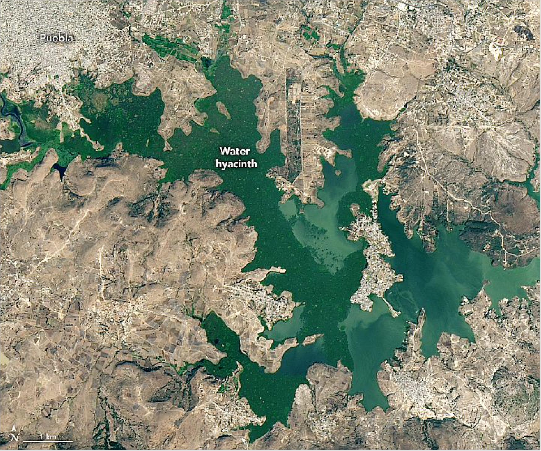 Figure 43: The natural-color image of OLI shows the same scene in 2020; the water hyacinths are dark green (image credit: NASA Earth Observatory)