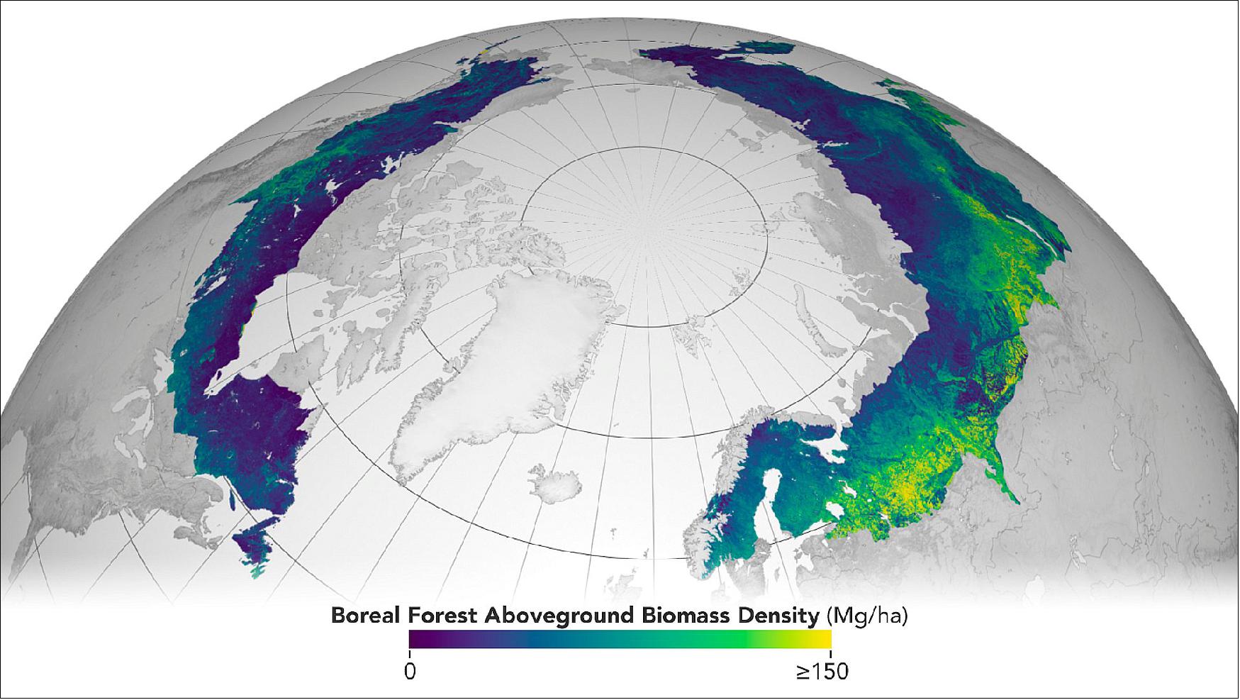 Figure 1: Circumboreal forest biomass density mapped at high spatial resolution (30 m) with NASA's ICESat-2, the joint NASA/USGS Landsat-8, and ESA Copernicus Digital Elevation Model (DEM) data. This provisional product is representative of 2020 conditions and is an open-source science product created on the NASA-ESA MAAP platform that will be validated in the coming months (image credits: MAAP Science Team/NASA Arctic-Boreal Vulnerability Experiment (ABoVE)/NASA Earth Observatory)