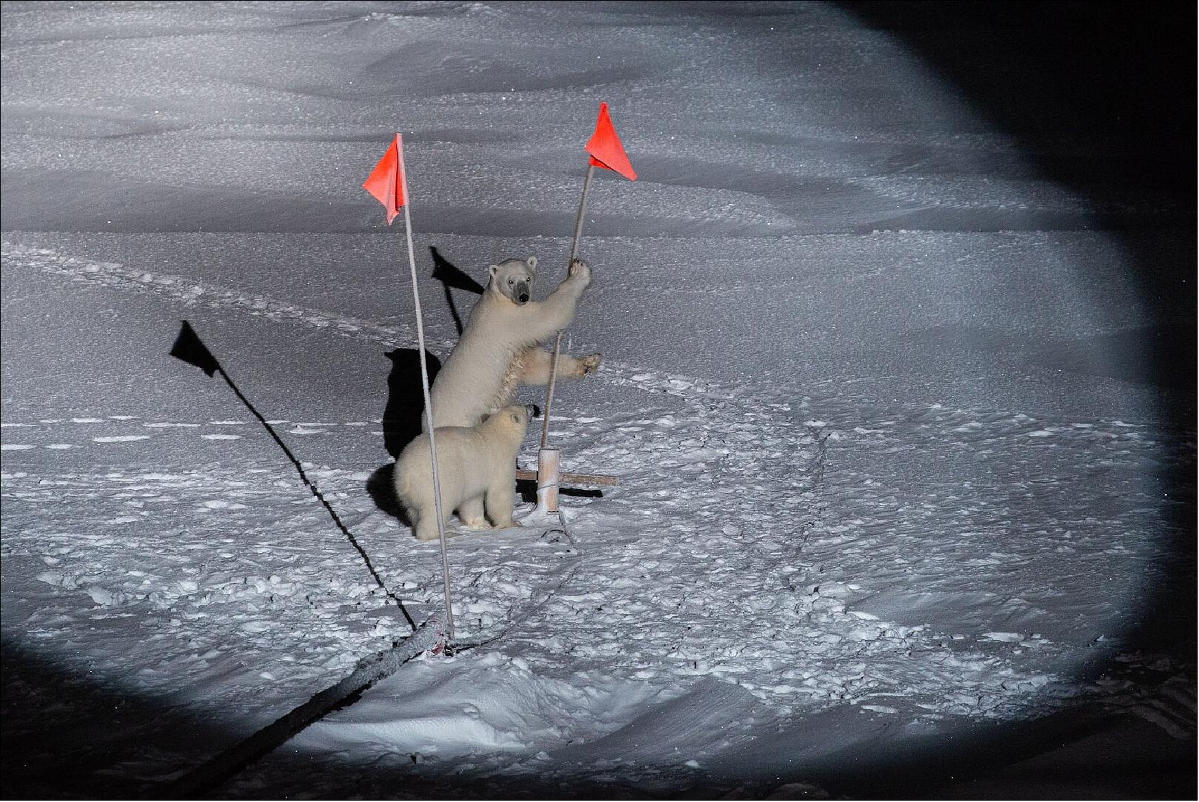 Figure 50: The researchers participating in the MOSAiC expedition not only have to keep an eye on the ever-changing sea ice, but also on visitors. These polar bears seem to be enjoying playing with the marker flags. Spearheaded by AWI, MOSAiC is the biggest shipborne polar expedition of all time. It involves the Polarstern German research icebreaker spending a year trapped and drifting in the sea ice so that scientists from around the world can study the Arctic as the epicenter of global warming and gain fundamental insights that are key to better understand global climate change (image credit: AWI, Esther Horvath, CC BY-SA 3.0 IGO)