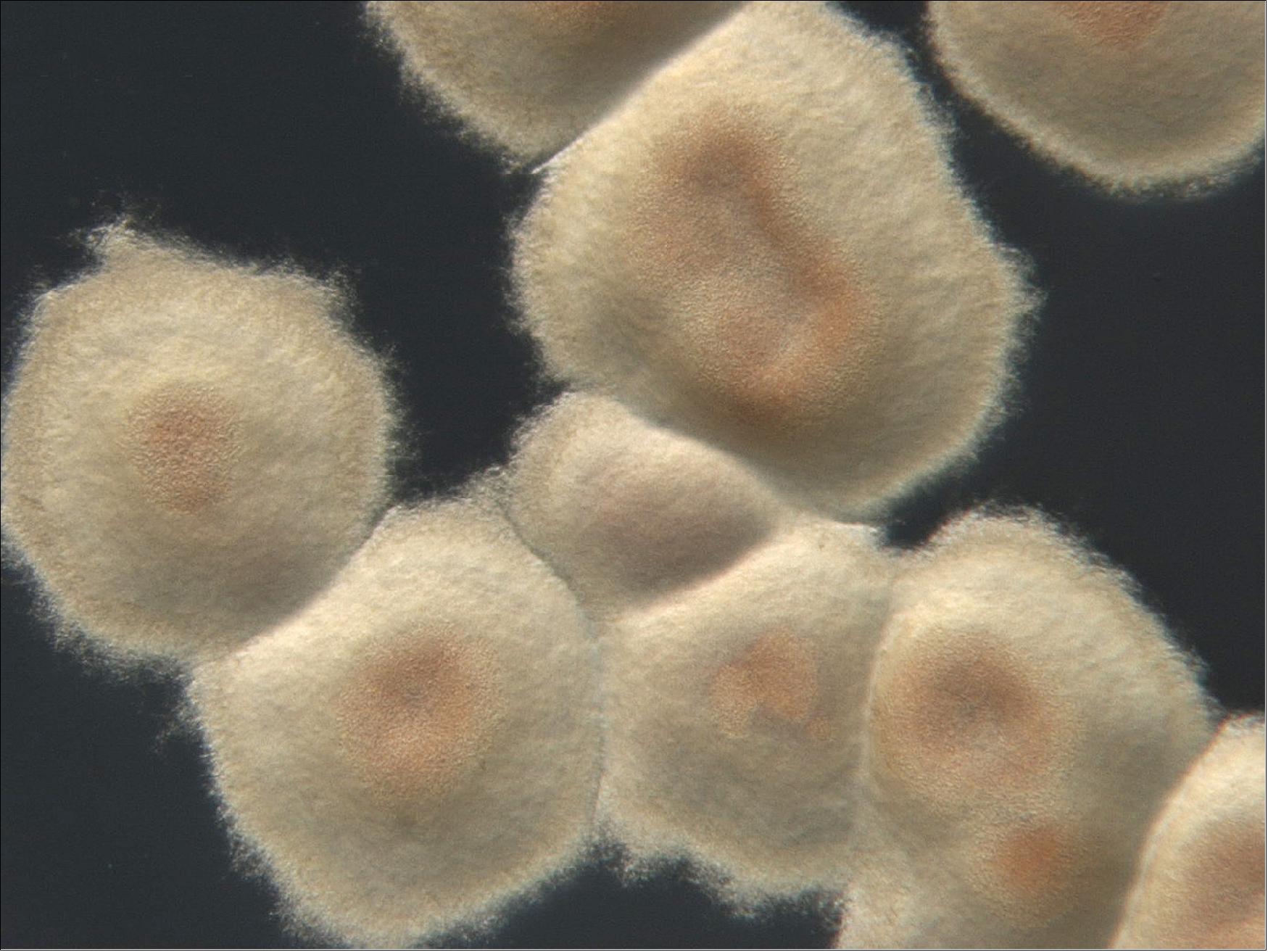 Figure 42: Streptomyces colony at Leiden University (image credit: Institute of Biology at Leiden University, The Netherlands)
