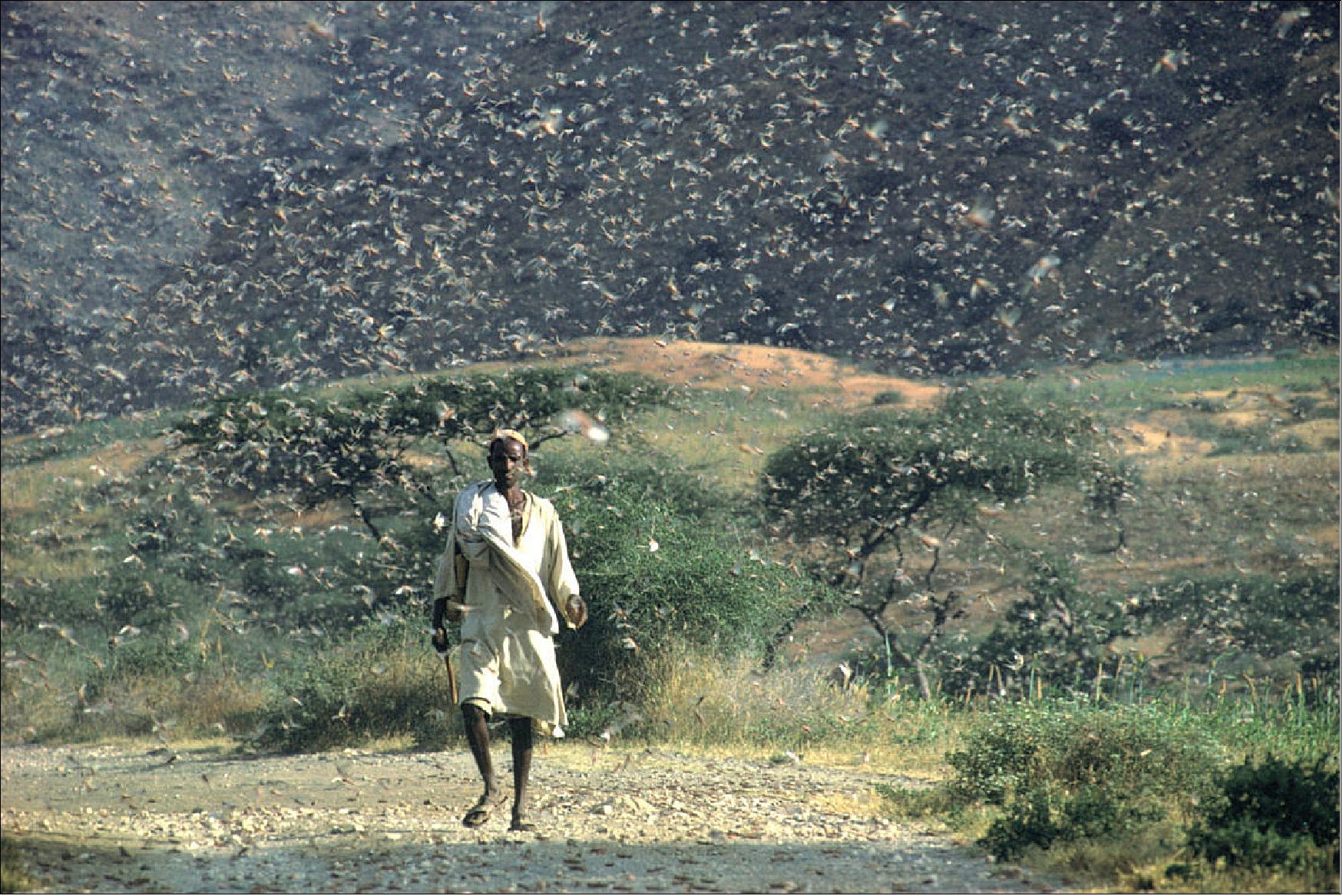 Figure 48: Ethiopia, July 1968 during a desert locust outbreak (image credit: FAO/ G. Tortoli)