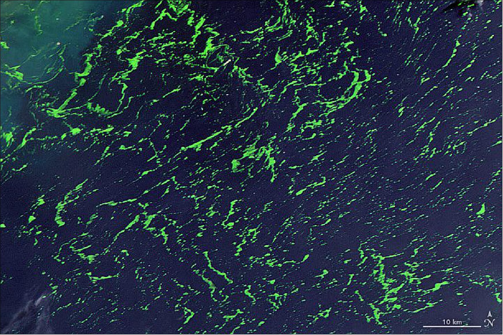 Figure 12: Detail image of Seaweed (image credit: NASA Earth Observatory)