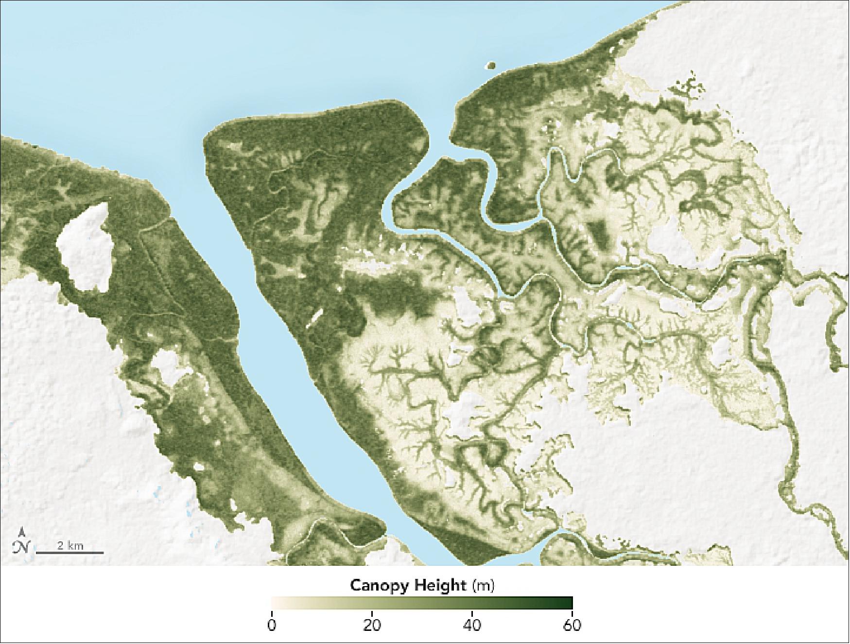 Figure 43: Detail map of the mangrove parks in Gabon, acquired in 2015 by TanDEM-X of DLR (image credit: NASA Earth Observatory, maps by Joshua Stevens, using canopy height data courtesy of SeungKuk Lee/NASA GSFC/NASA Carbon Monitoring Systems. Story by Kathryn Hansen)