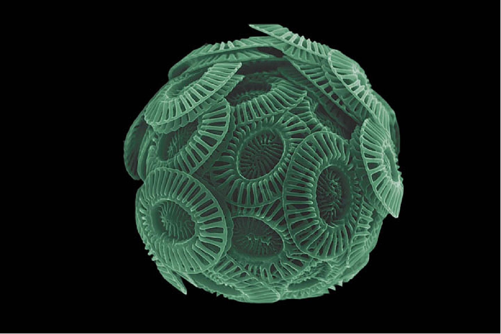 Figure 33: This image, photographed by Stig Bjarte Haugen of the Norwegian Institute of Marine Research, shows what E. huxleyi looks like though a microscope. (Note that the green hue was added for aesthetic reasons.) Each microalga is just a fraction of the diameter of a human hair. But when rapid cell division leads to an explosive bloom, you get a high enough concentration that they become visible from space (image credit: NASA Earth Observatory, photo by Stig Bjarte Haugen/Norwegian Institute of Marine Research)