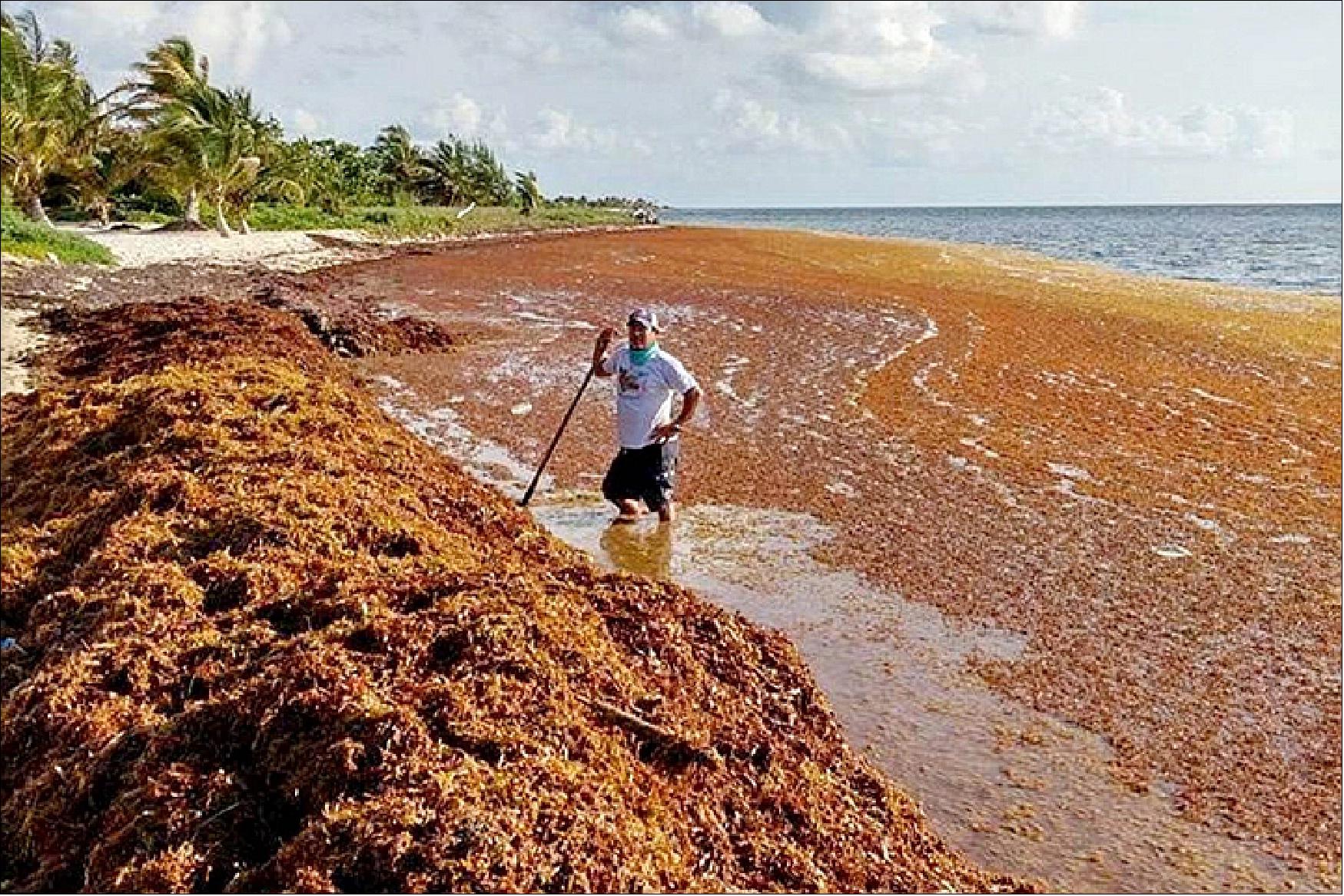 Figure 26: The photo shows Sargassum along a beach in Cancun, Mexico in 2015 (image credit: NASA Earth Observatory)