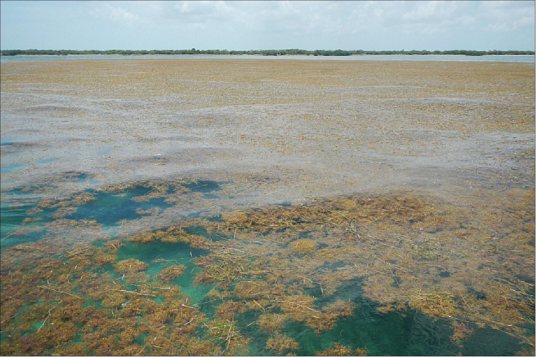 Figure 25: This photo shows abundant Sargassum off of the Florida Keys in 2014 (image credit: NASA Earth Observatory)