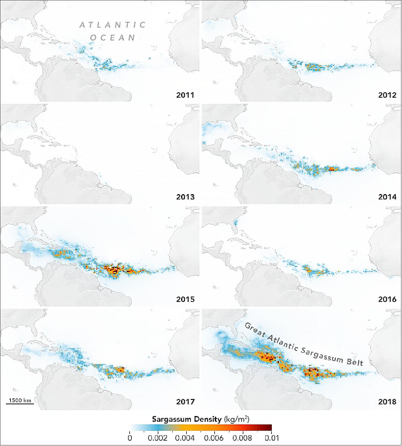 Figure 24: This map depicts the monthly mean density of Sargassum in the Atlantic Ocean in each July from 2011 to 2018 (image credit: NASA Earth Observatory images by Joshua Stevens, using MODIS data courtesy of Wang, M., et al. (2019). Story by Kristen Kusek, University of South Florida; edited by Michael Carlowicz. This research was funded by NASA’s Earth Science Division, the NOAA RESTORE Science Program, the JPSS/NOAA Cal/Val project, the National Science Foundation, and a William and Elsie Knight Endowed Fellowship)