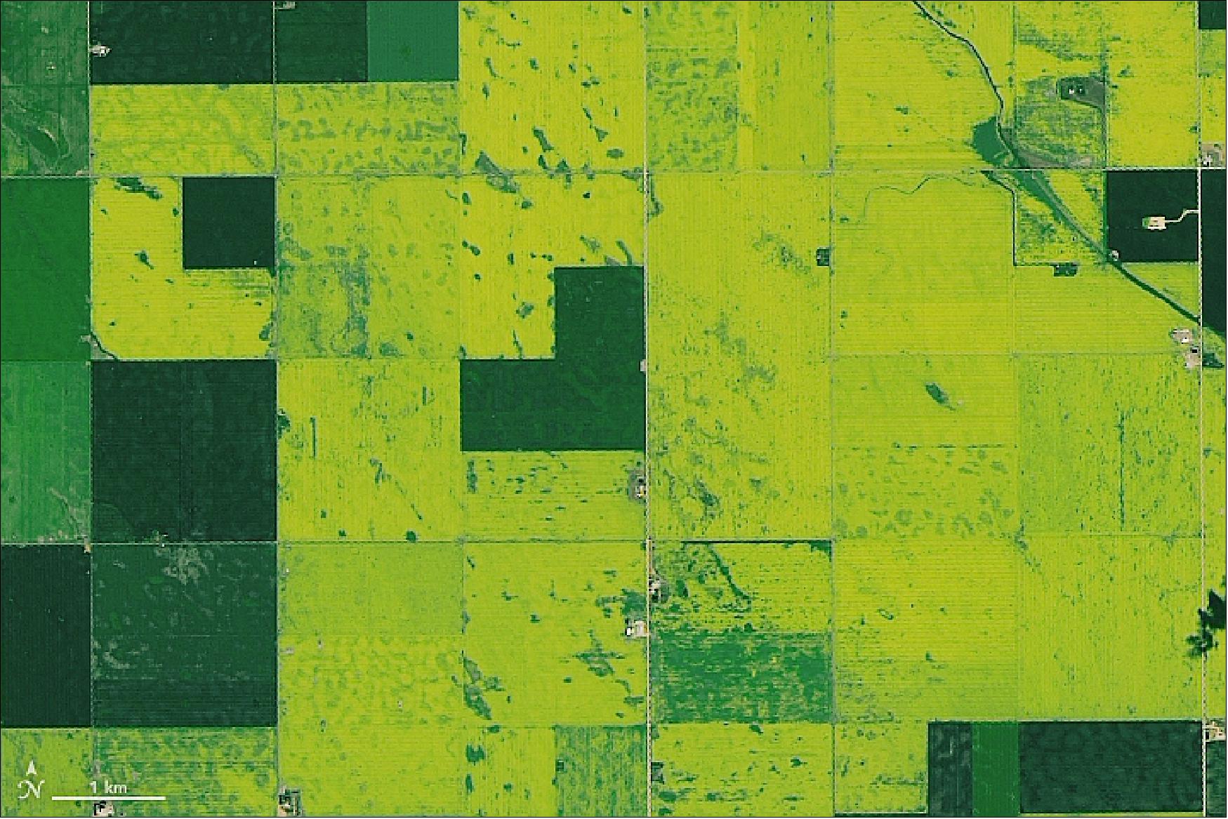 Figure 23: OLI detail image of canola in bloom near Regina, Saskatchewan (image credit: NASA Earth Observatory, image by Lauren Dauphin, using Landsat data from the U.S. Geological Survey, Story by Adam Voiland)