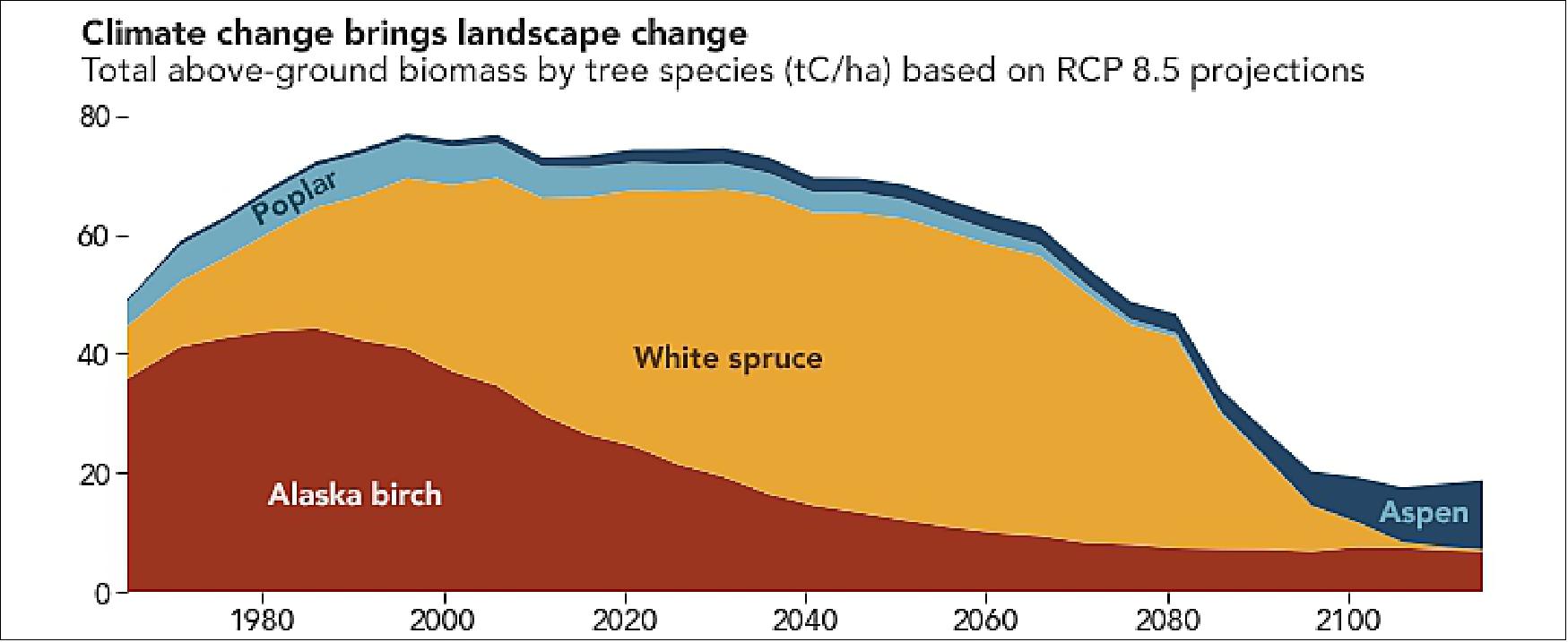 Figure 13: In this plot, overall biomass decreases between 2000 and 2100 under the climate scenario with no greenhouse gas reduction, and the proportions of species also changes. The proportion of birches decreases steadily, while white spruce dominates the landscape until the end of the century (image credit: NASA Earth Observatory image by Joshua Stevens, using data courtesy of Foster, A. C., et al. (2019), and data from NASA/METI/AIST/Japan Space Systems, and U.S./Japan ASTER Science Team. Story by Jessica Merzdorf, NASA/GSFC)