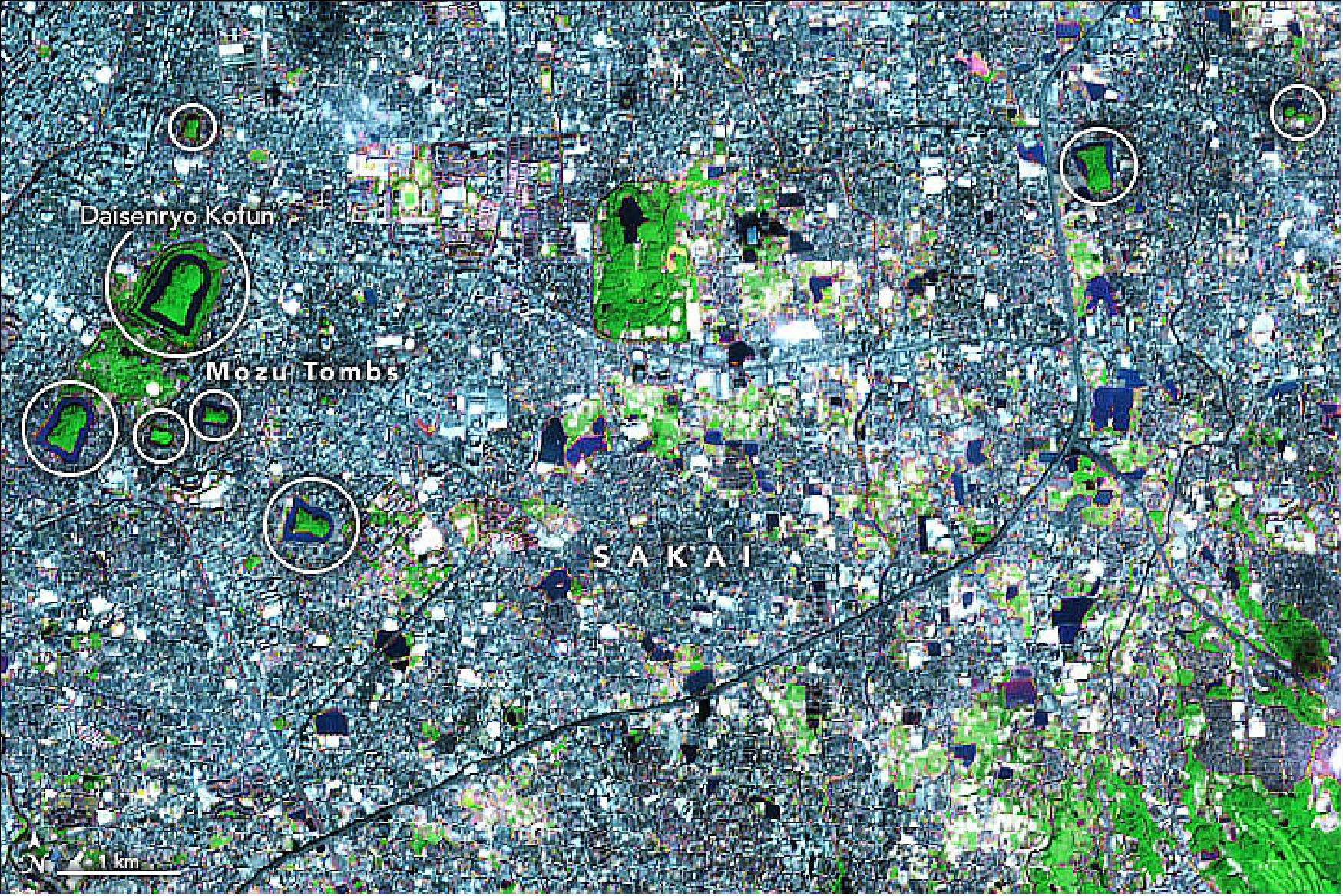 Figure 9: This image shows several kofun collectively known as the Mozu-Furuichi Kofun Group. The image of Sakai was acquired by the Advanced Spaceborne Thermal Emission and Reflection Radiometer (ASTER) on NASA’s Terra satellite on October 11, 2017. This false-color scene includes green, red, and near-infrared light, a combination that helps differentiate components of the landscape. Water is black, vegetation is green, and urban areas are gray (image credit: NASA Earth Observatory, image by Joshua Stevens, using data from NASA/METI/AIST/Japan Space Systems, and U.S./Japan ASTER Science Team. Story by Kasha Patel)